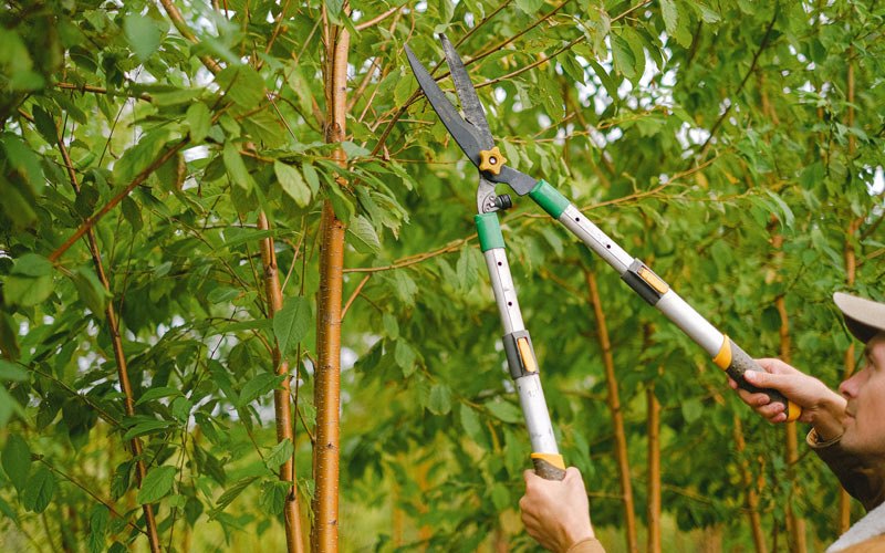 Tree trimming in Waggoner, IL