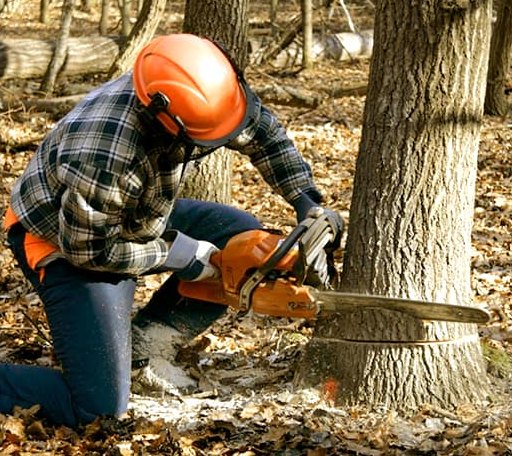 Tree Removal in Waggoner, IL